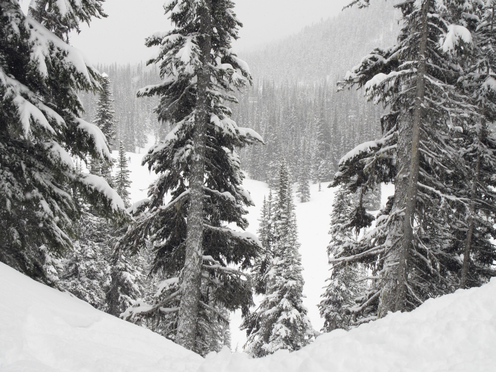 DPI1859111 Evergreens At Ski Resort Whistler British Columbia Canada Poster Print, 17 x 13