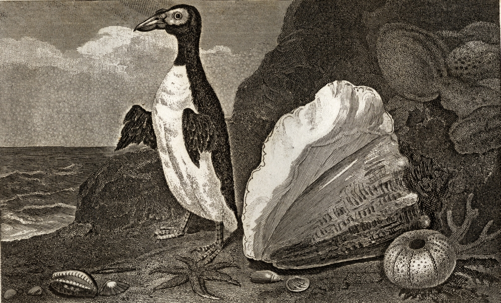 DPI1859009LARGE The Penguin with The Conc & Other Shells Sponges Etc. Engraved by Lacy After Poster Print, Large - 38 x 22