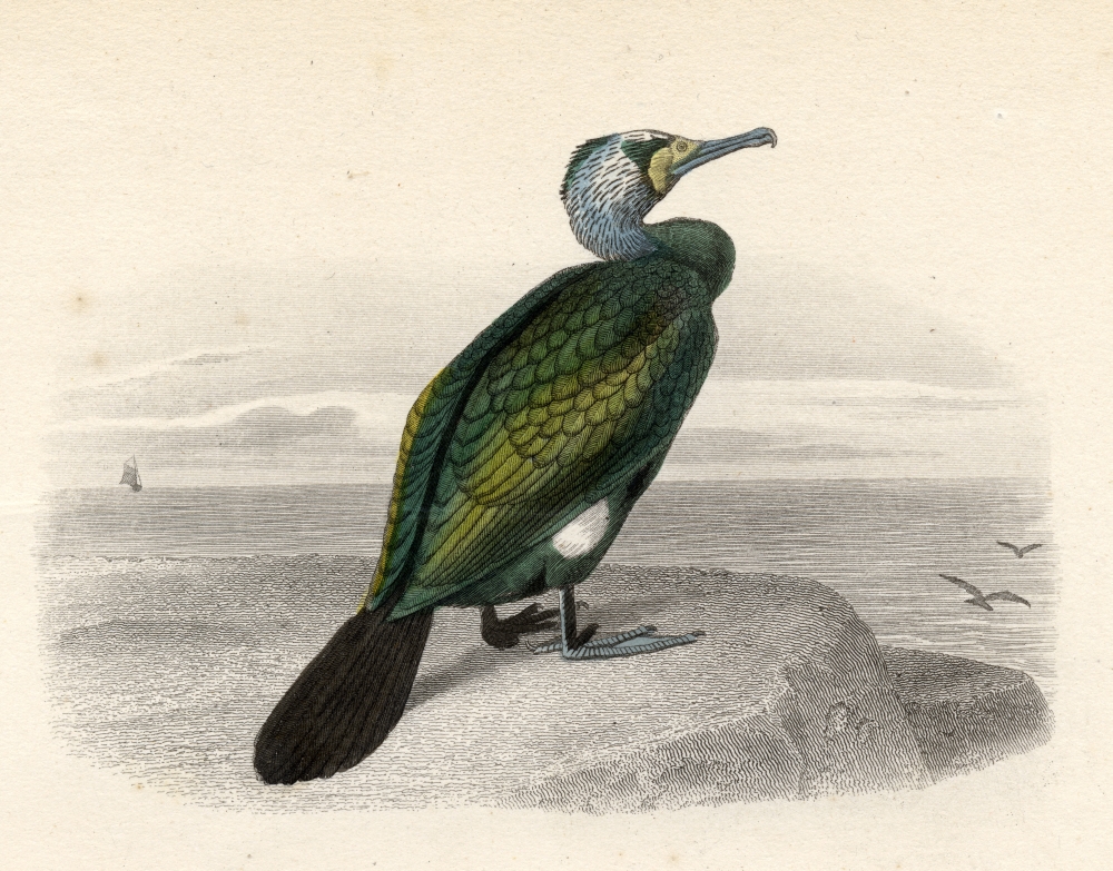 The Cormorant Drawn by Edouard Travies Engraved by Nargeot & Sons Poster Print, 17 x 13