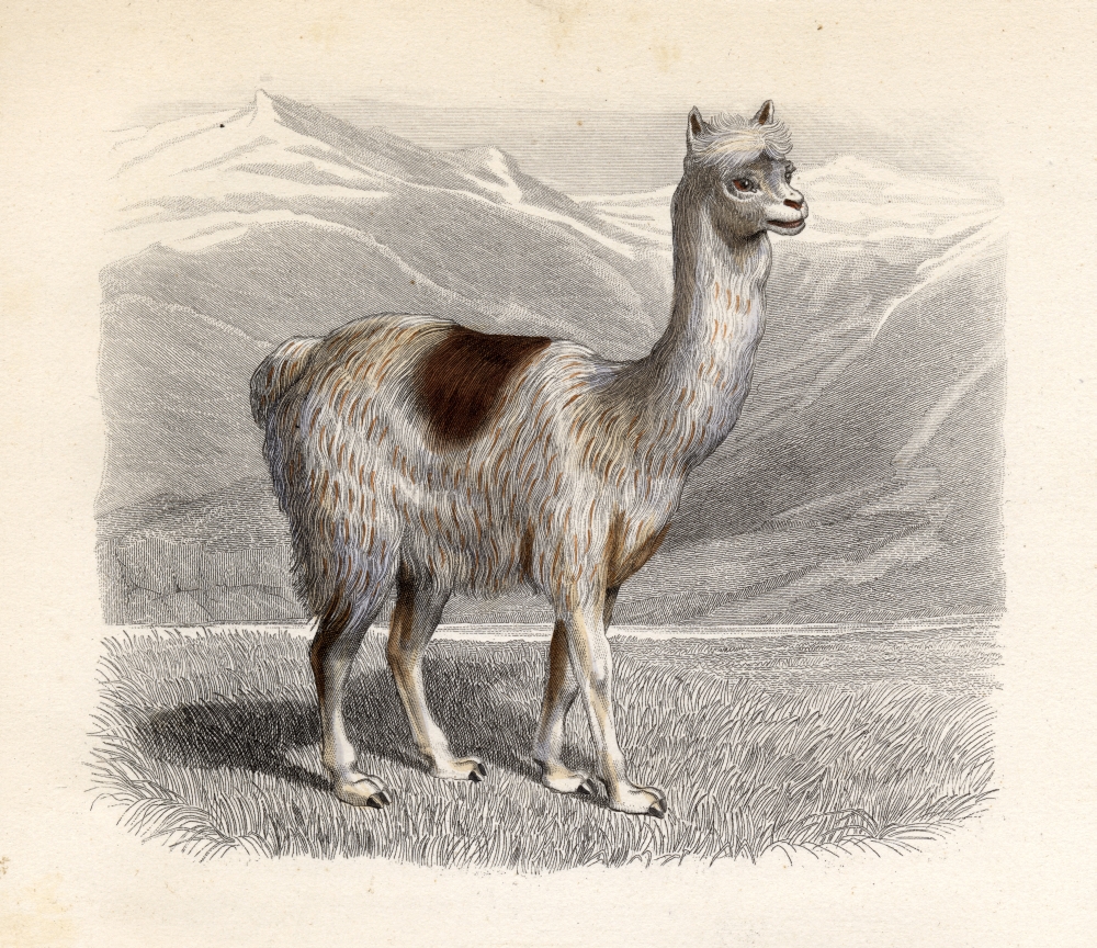 The Llama Drawn by H. Gobin Engraved by Ramus Poster Print, Large - 32 x 28