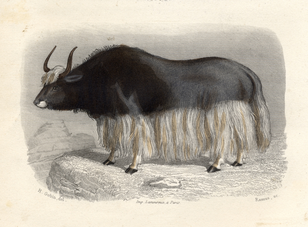 The Tartary Cow Drawn by H. Gobin Engraved by Ramus Poster Print
