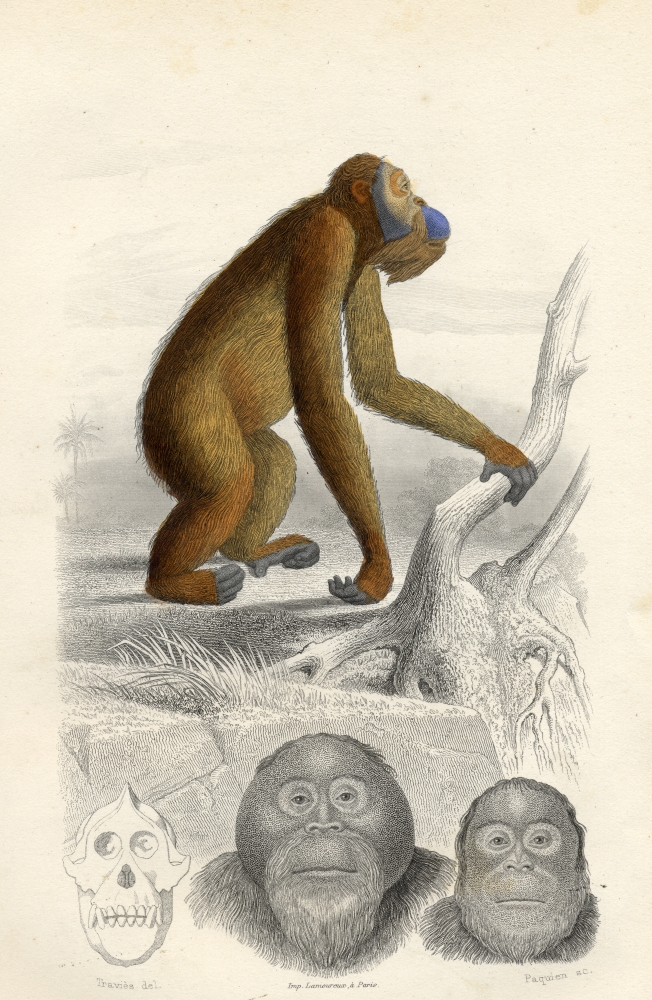 The Orang-Utan Poster Print - 12 x 18