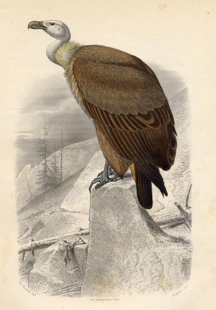 The Fawn Vulture Poster Print, 12 x 18