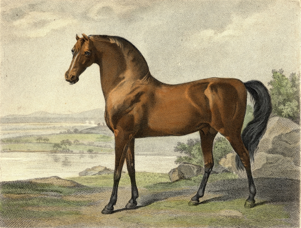 Warren Hastings Arabian. Drawn & Engraved by George Townly Stubbs Engraver To H.R.H. The Prince of Wales Poster Print - Large - 34 x 26