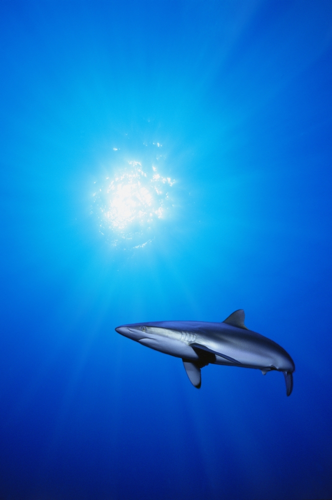 Lone Shark Illuminated by Underwater Sunlight Poster Print - 11 x 17 in.