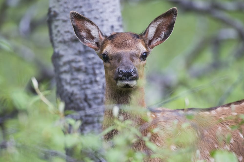 DPI12252392 Young elk Cervus canadensis Jasper National Park - Alberta Canada Poster Print - 19 x 12 in.