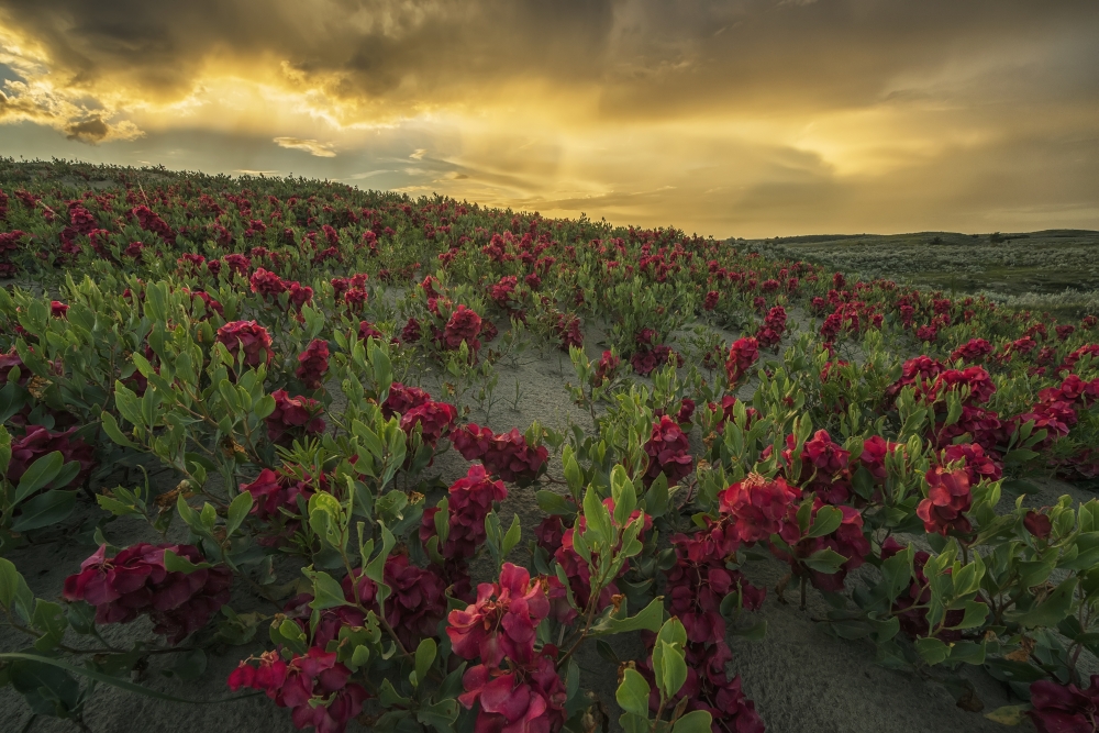 Sunset Illuminated The Clouds Over The Great Sandhills - Saskatchewan Canada Poster Print - 38 x 24 in. - Large