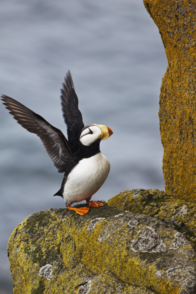 Horned Puffin Fratercula Corniculata Standing on Lichen-Covered Boulder Poster Print - 24 x 38 in. - Large