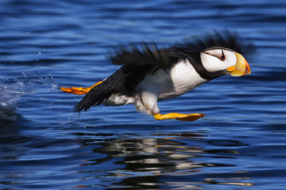 DPI12252896LARGE Horned Puffin Fratercula Corniculata Taking Off Kodiak Alaska Summer Poster Print - 38 x 24 in. - Large