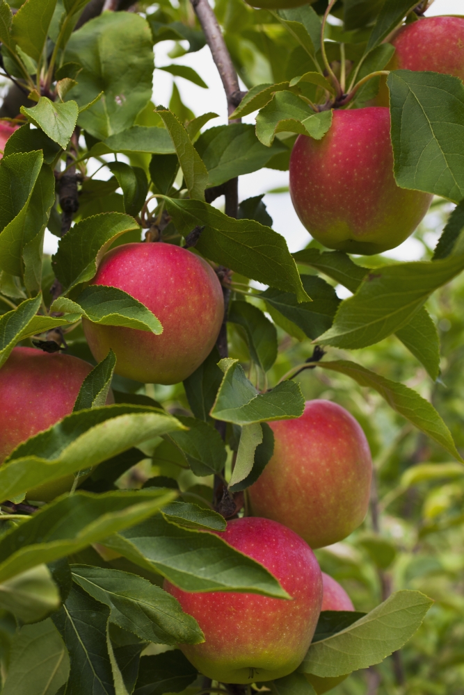 DPI12254177LARGE Apples Growing on A Tree - Rougemont Quebec Canada Poster Print - 24 x 38 in. - Large