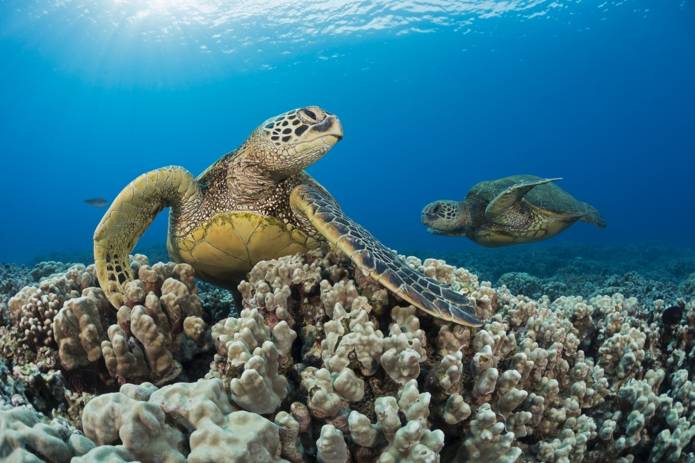 DPI12254714LARGE Green Sea Turtles Chelonia Mydas An Endangered Species - Maui Hawaii United States of America Poster Print - 38 x 24 in. - Large