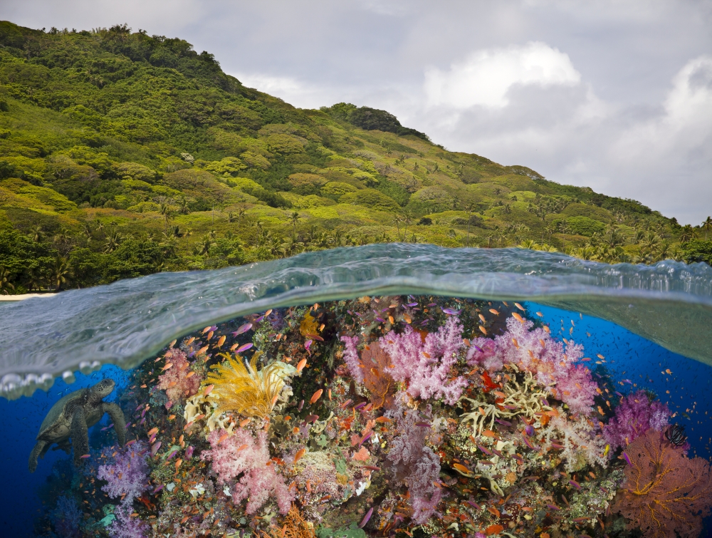 A Half Above Half Below Look at A Fijian Reef with Alconarian & Gorgonian Coral & A Green Sea Turtle Poster Print - 17 x 13 in.
