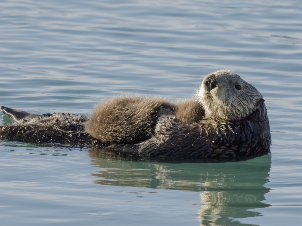 Sea Otter Enhydra Lutris Female with Pup in Prince William Sound Near Cordova Alaska Poster Print - 17 x 13 in.