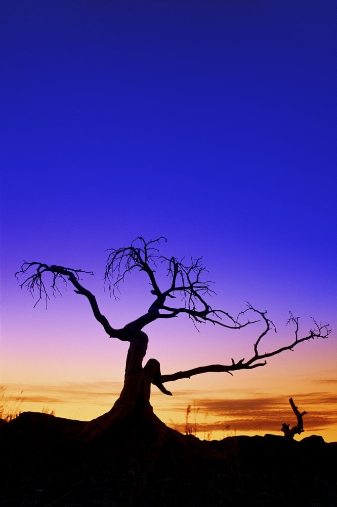 Silhouette of A Tree at Sunset Poster Print 11 x 17 in.