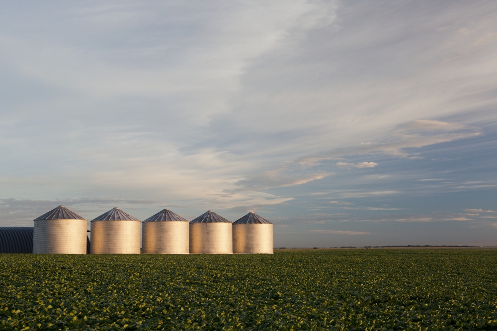Metal Grain Bins Reflecting Sunrise in A Mid Growth Canola Field with Clouds & Blue Sky - Alberta Canada Poster Print - 38 x 24 in. - Large