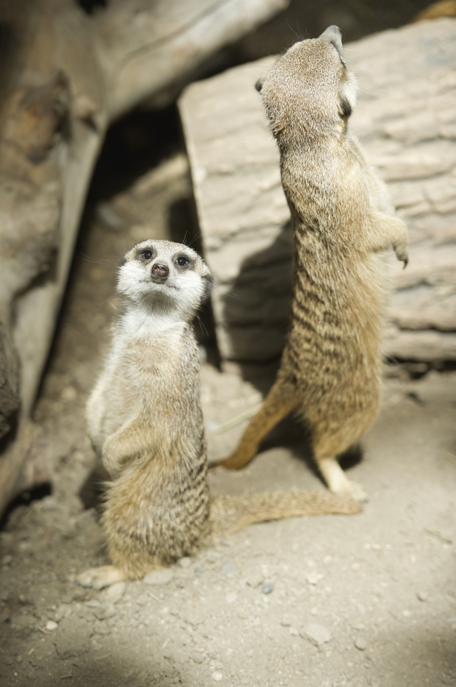 DPI12257206 Meerkats Standing Upright at The Calgary Zoo - Calgary Alberta Canada Poster Print - 12 x 19 in.