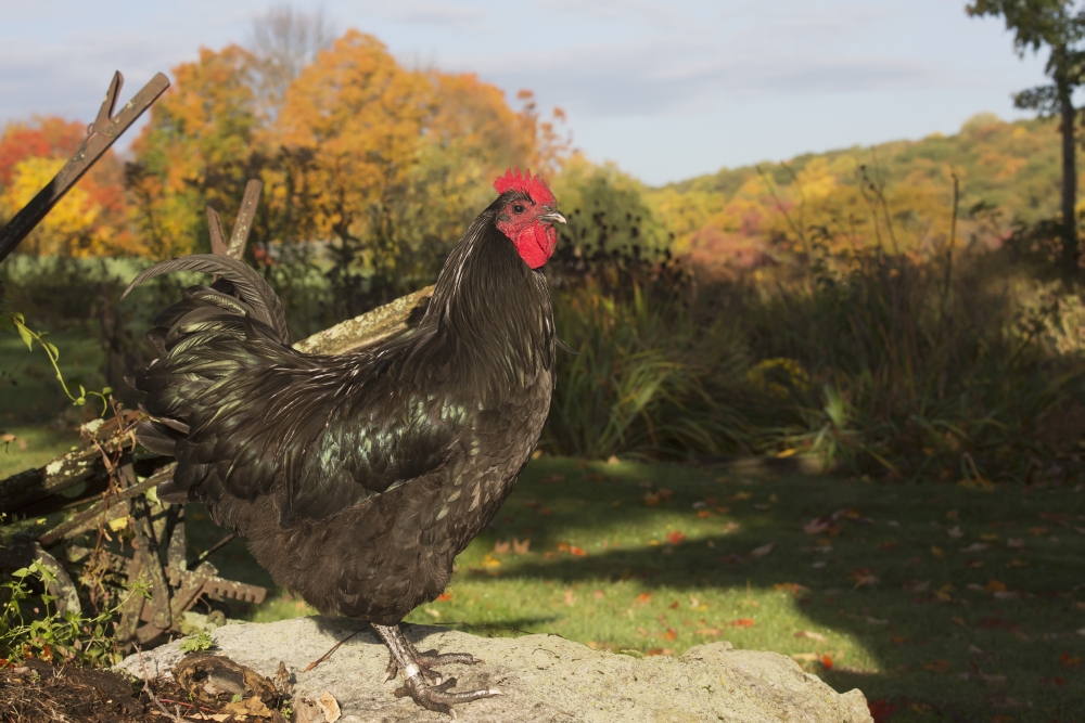 DPI12257345 Large Black Australorp Perched on Rock Poster Print by Old Wooden Plough in Autumn Higganum - 19 x 12 in.