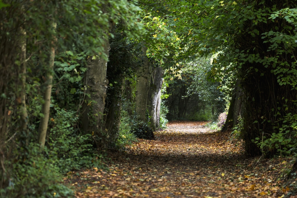 DPI12258674LARGE Leaf Covered Pathway in Dense Forest with Sunlight in The Distance - Cahir County Tipperary Ireland Print - 38 x 24 in. - Large