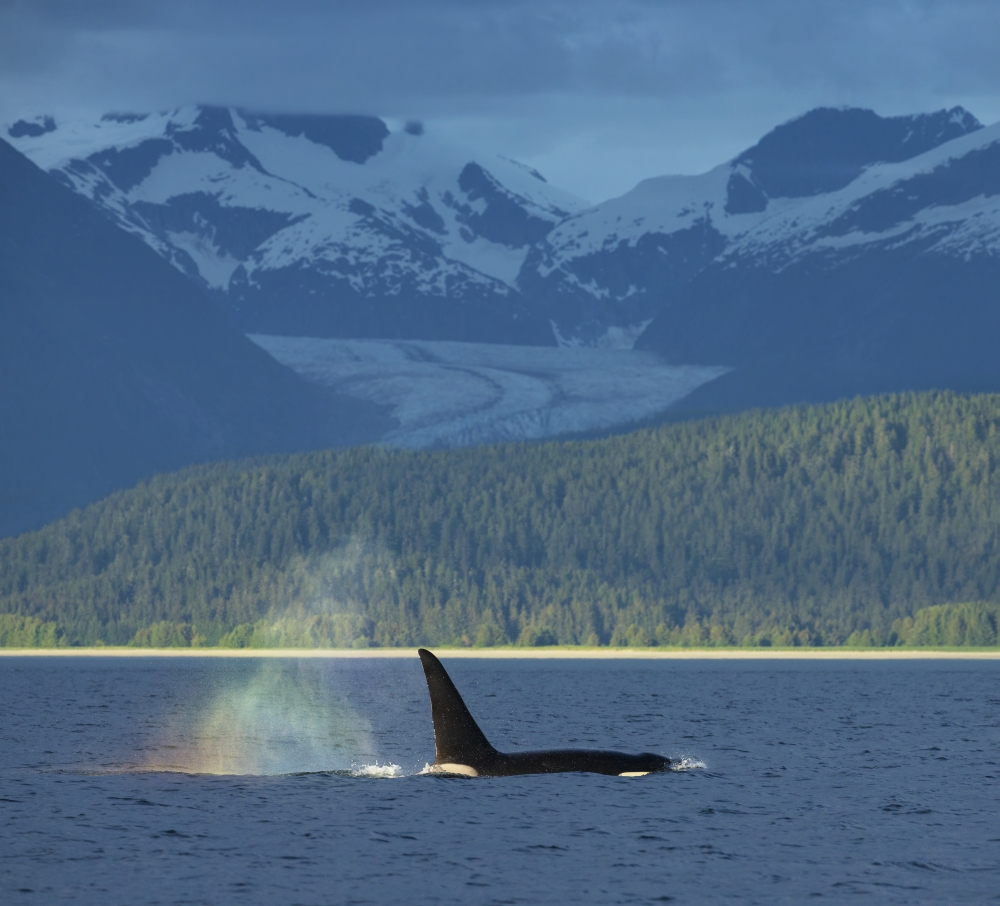 The Blow of A Male Orca Whale Catches The Evening Light Creating A Rainbow in Its Mist with Herbert Glacier in The B Poster Print - 16 x 14 in.
