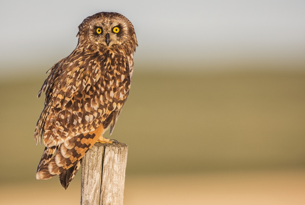 DPI12252393LARGE Short Earred Owl Asio Flammeus Sitting on A Fence Post - Saskatchewan Canada Poster Print - 36 x 24 in. - Large