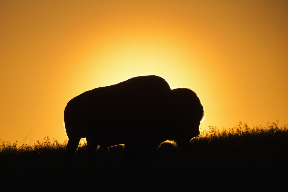 Silhouette of A Bison at Sunset Grasslands National Park - Saskatchewan Canada Poster Print - 36 x 24 in. - Large