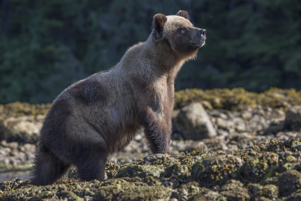 Grizzly Bear Poster Print - 38 x 24 in. - Large