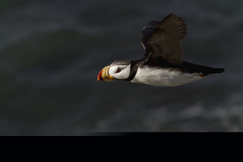Horned Puffin in Flight Over Ocean Walrus Islands State Game Sanctuary Round Island Bristol Bay Western Alaska Poster Print - 19 x 12 in.