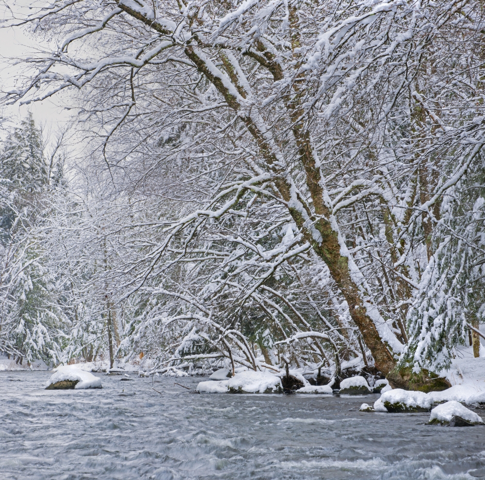 Water Flowing in A River with Snow Covered Shoreline - Fulford Quebec Canada Poster Print - 15 x 15 in.