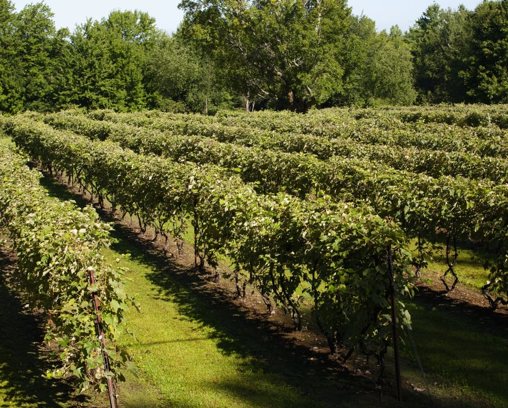 Vineyard - Dunham Quebec Canada Poster Print - 34 x 26 in. - Large