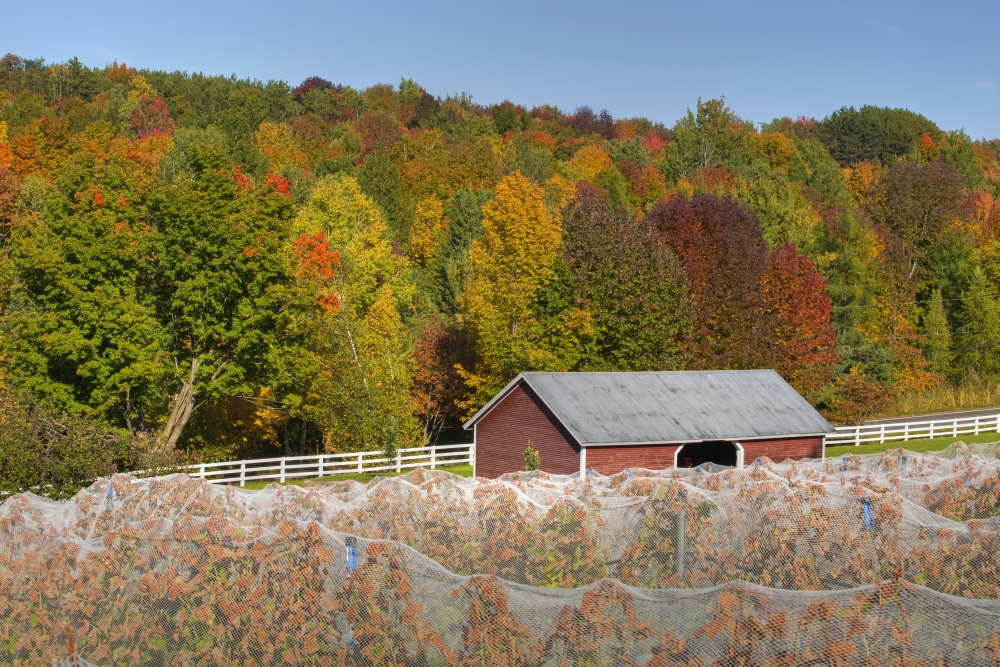 Wine Grape Vineyard in Autumn with Bird Netting Covering The Vines To Protect The Crop Shortly Before Harvest - Knowlton Poster Print - 19 x 12 in.