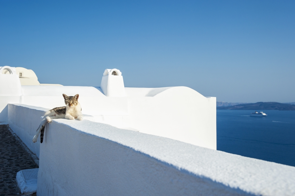 DPI12254286LARGE A Cat Lays on A Whitewash Wall with A View of The Aegean Sea - Oia Santorini Greece Poster Print - 38 x 24 in. - Large