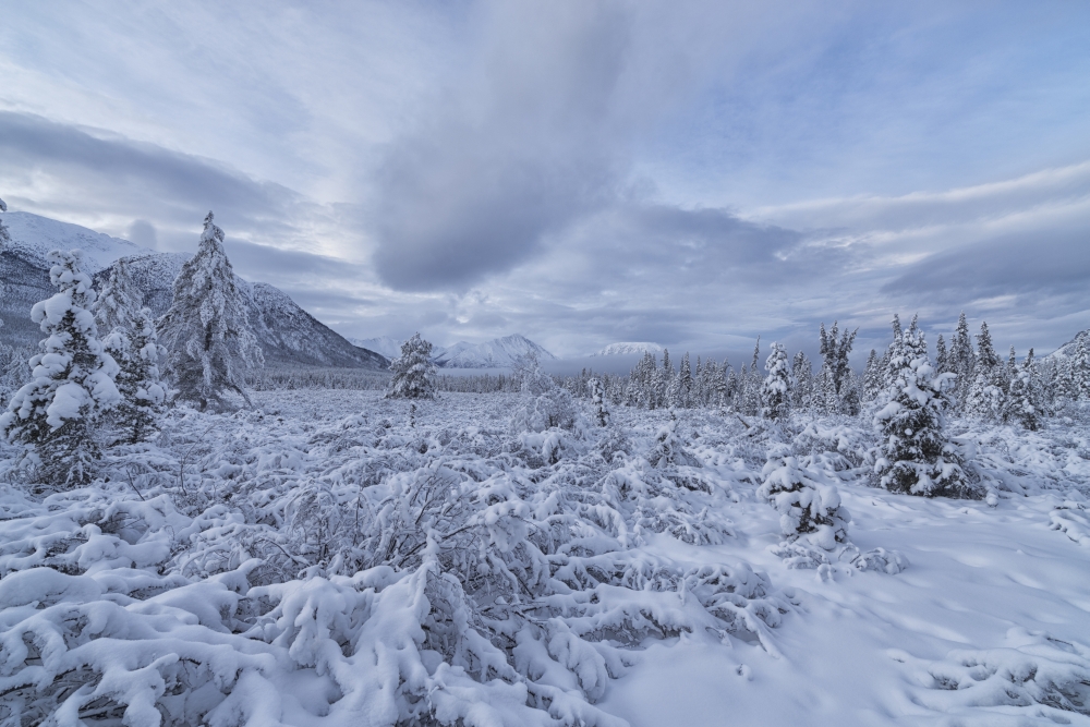 Clouds & Mist Envelop The Mountains While Snow Covers The Trees & Shrubs During Winter Along The Annie Lake Road Ne Poster Print - 19 x 12 in.