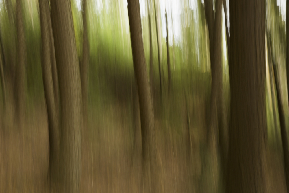 Motion Blur of Trees - Ontario Canada Poster Print