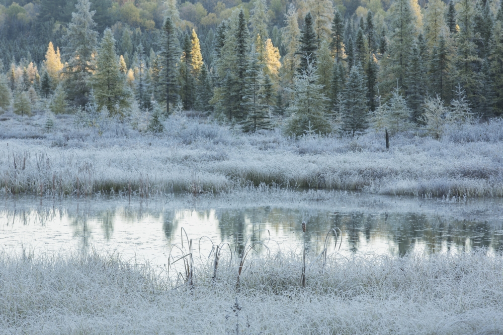 DPI12271053 Early Morning Over Costello Creek Algonquin Park - Ontario Canada Poster Print - 19 x 12 in.
