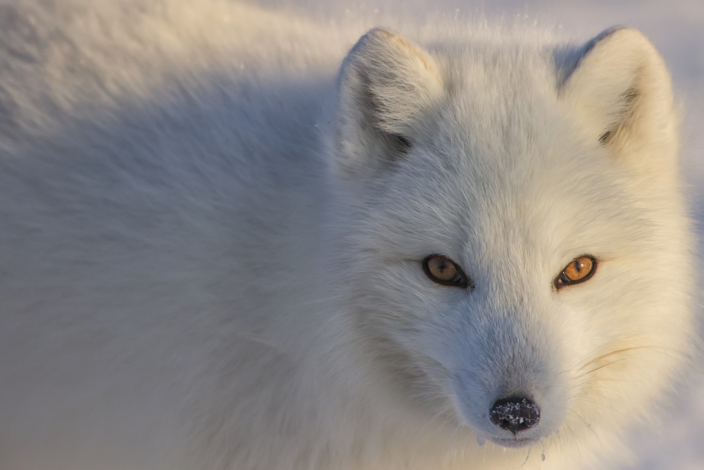 Arctic Fox Vulpes Lagopus Staring at Photographer - Churchill Manitoba Canada Poster Print - 19 x 12 in.