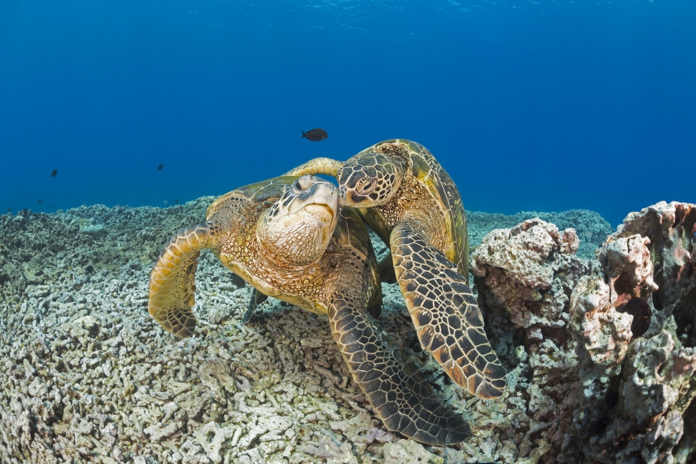 DPI12254711 Green Sea Turtles Chelonia Mydas An Endangered Species - Maui Hawaii United States of America Poster Print - 19 x 12 in.