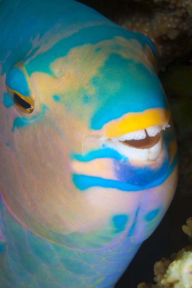 DPI12254720LARGE A Close Up Look at Night of A Sleeping Three Color Parrotfish Scarus Tricolor - Fiji Poster Print - 24 x 38 in. - Large