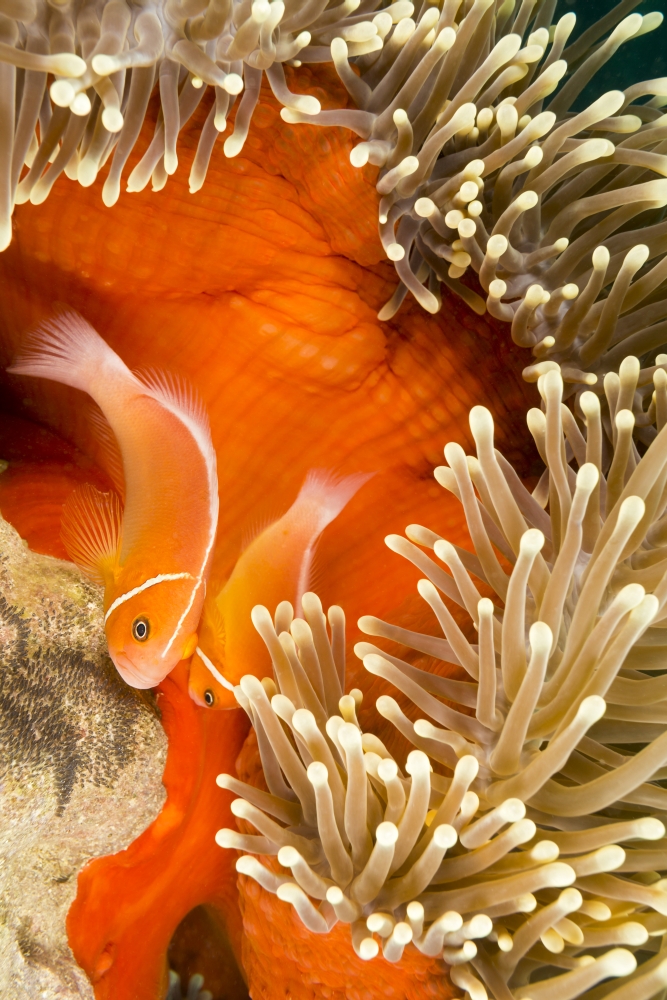 This Common Anemonefish Amphiprion Perideraion Most Often Found Associated Poster Print - 12 x 19 in.