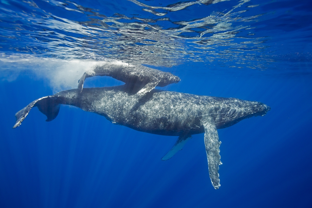 A Mother & Calf Pair of Humpback Whales Come To The Waters Surface - Maui Hawaii United States of America Poster Print - 38 x 24 in. - Large