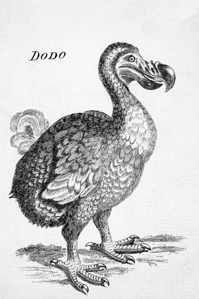 Picture of Design Pics DPI1861627 11 x 17 in. 18th Century Drawing of The Now Extinct Dodo Bird of Mauritius Raphus Cucullatus