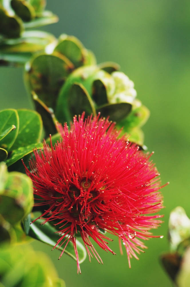 Hawaii Big Island Hawaii Volcanoes National Park Ohia Lehua Blossom Poster Print 11 x 17