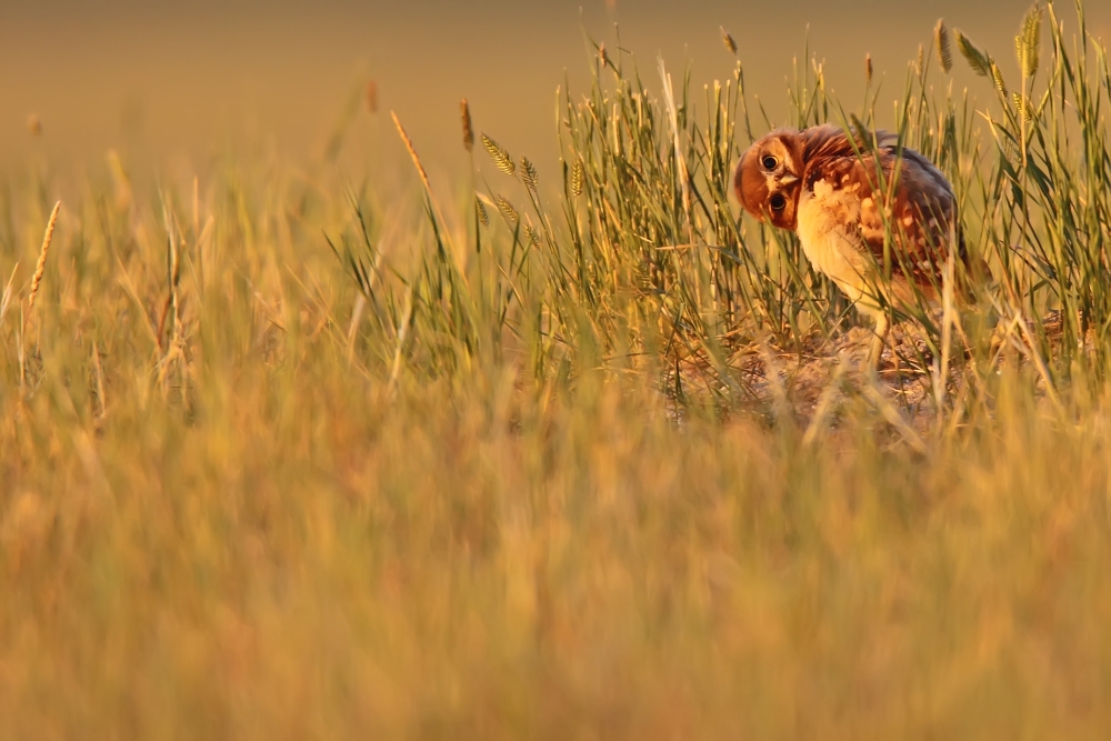 DPI2046208 Digitally Enhanced Image with Painterly Effect of Burrowing Owl Chick Grasslands National Park Saskatchewan Poster Print, 17 x 11