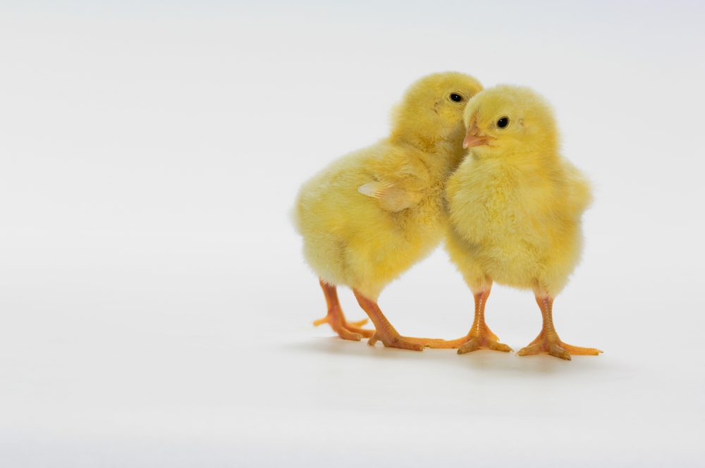 Yellow Chicks Baby Chickens Poster Print - 17 x 11