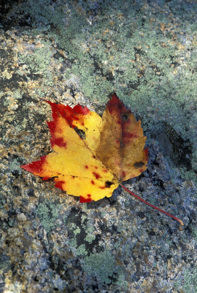 DPI2227768 USA New Hampshire Maple Leaf On Granite - White Mountains Poster Print, 12 x 18