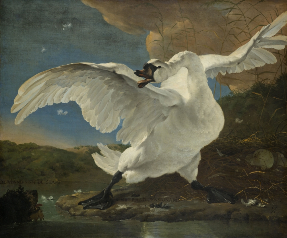 The Threatened Swan Poster Print - 36 x 24