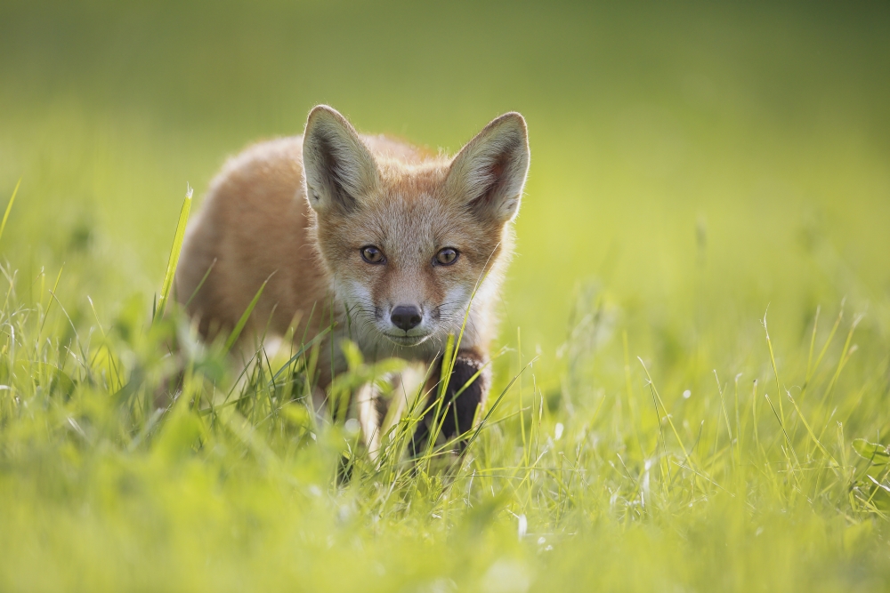 A Fox in The Grass - Montreal Quebec Canada Poster Print - 19 x 12 in.