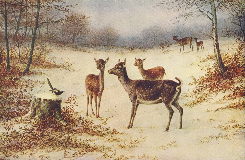 Fallow Deer in The Winter Poster Print by Luker. William - 18 x 24