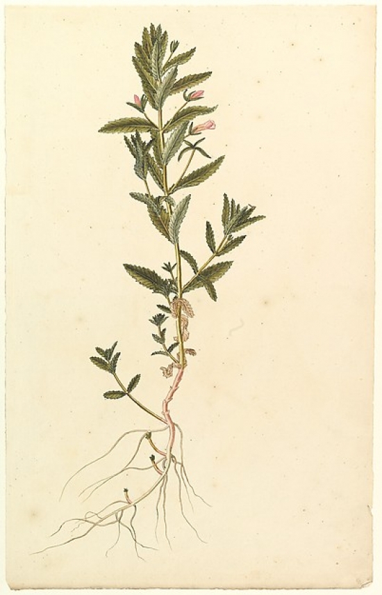 Botanical Study Poster Print by Anonymous French 19th Century Date - 1820 Medium - Watercolor