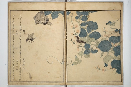 MET78742 Picture Book of Selected Insects, The Insect Book, Ehon Mushi Erami Poster Print by Kitagawa Utamaro, Japanese 1753 1806, 18 x 24