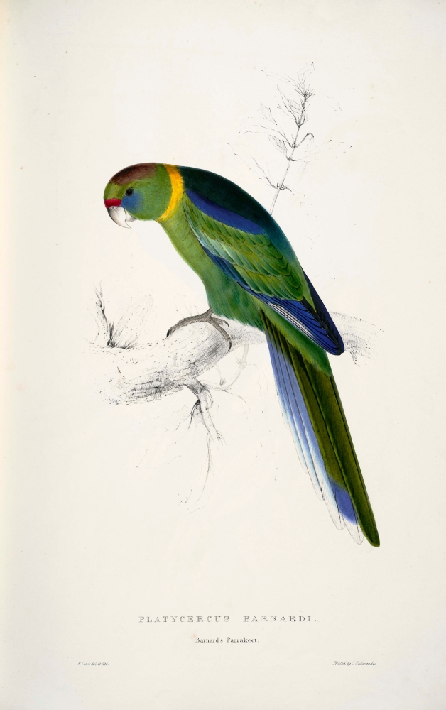 Psittacidae 1832 Barnards Parakeet Poster Print by Edward Lear - 18 x 24